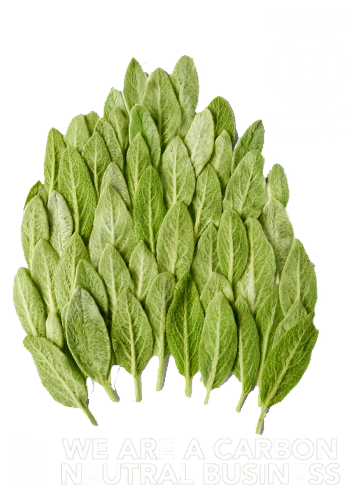 Graphic of leaves with the B Corp pending and Carbon Neutral Britain logos around it