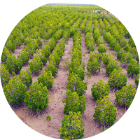 Mangrove trees thriving in a field, showcasing their dense roots and vibrant green foliage.