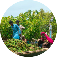 A group of people on a boat surrounded by bamboo and green plants.