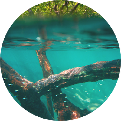 A submerged tree branch with intricate textures and shadows, surrounded by clear water.