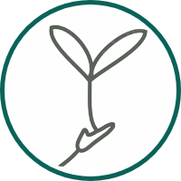 Illustration of a seedling growing into a tree