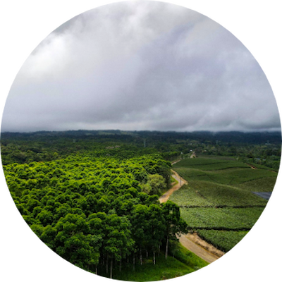 Aerial view of a green forest, showing a dense canopy of trees and natural patterns in the foliage.