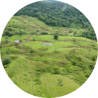An aerial view of a farm fields and trees.