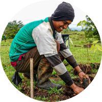Person wearing a green and white shirt planting a young tree in the ground.