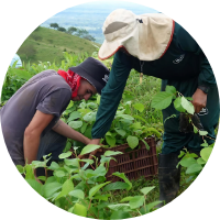 Two individuals tending to plants in a field, engaged in agricultural work.