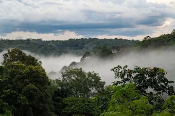 View overlooking trees in rainforest with mist rising from ground