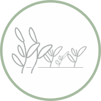 Illustration of a wetland