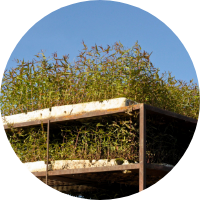 A green roof covered with various plants.