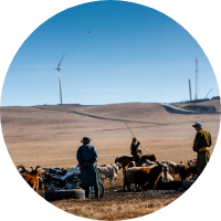 A group of people stand in a grassy field, surrounded by a herd of cattle grazing peacefully.