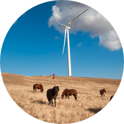 A group of horses grazing in a green field with a wind turbine visible in the background.